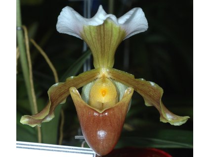 paph barbigerum