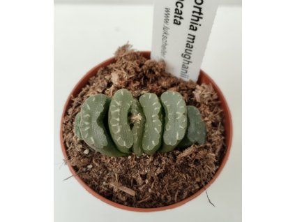 Haworthia maughanii x truncata (menší)