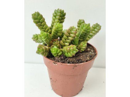 Crassula collumela