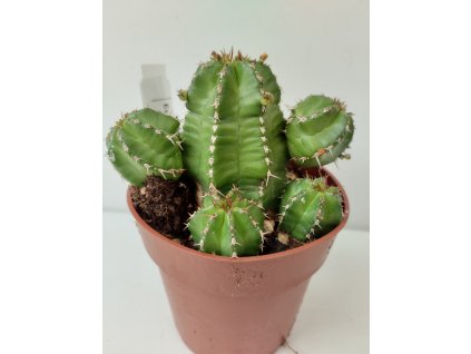 Euphorbia echinus (větší)