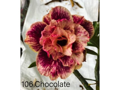 106.CHOCOLATE