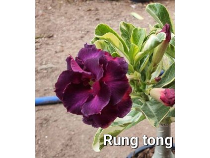 rung tong