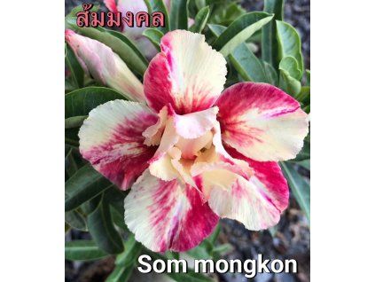 som mongkon