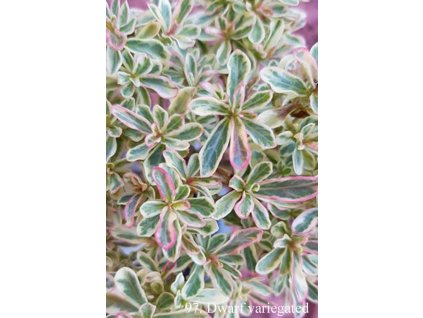 97. Dwarf variegated 0