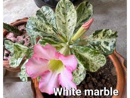 white marble