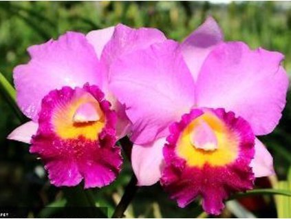 Blc. Suwarnabhumi Fancy 'Jairak'