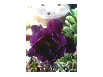 89.Black Sheep 0