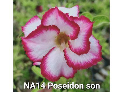 NA14 Poseidon don 0