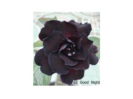 62 Good Night 0