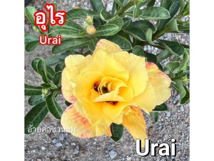 urai