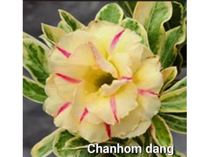 chanhom dang