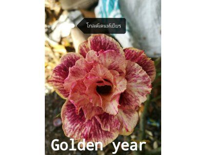 113.Golden year 0