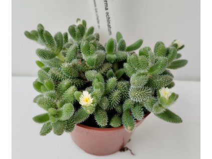 Delosperma echinatum