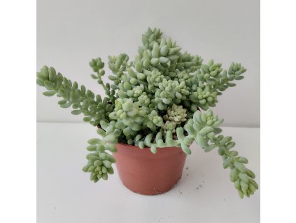 Sedum burrito