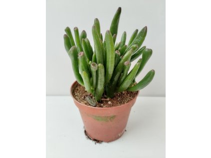 Crassula ovata 'Hobbit'