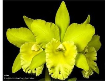 Blc. Prada Green Deluxe