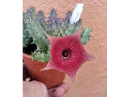 Huernia schneideriana