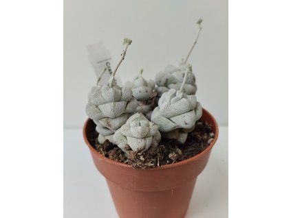 Crassula 'Moonstone'