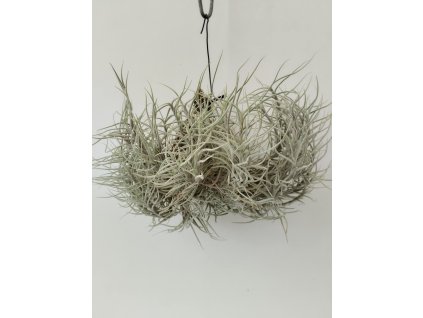 Tillandsia capillaris forma #1 (střední trs)