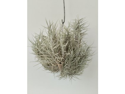 Tillandsia capillaris forma #1 (velký trs)