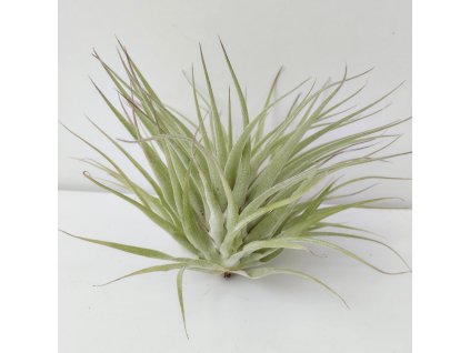 Tillandsia geminiflora (XL)