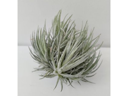 Tillandsia loliacea (velký trs)