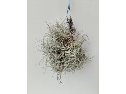 Tillandsia marconae (střední trs)