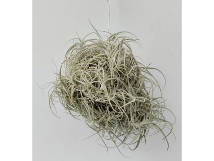 Tillandsia marconae (velký trs)