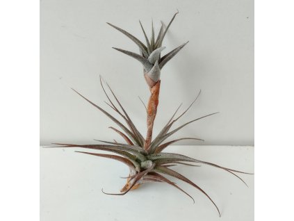 Tillandsia murorum #2