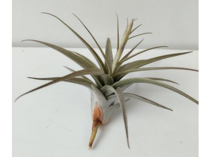 Tillandsia murorum #10