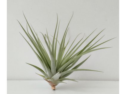Vriesea espinosae f. gigant (velká)