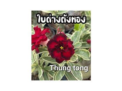 NA12 thongTung