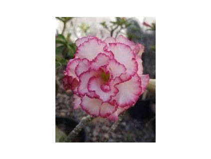 carnation