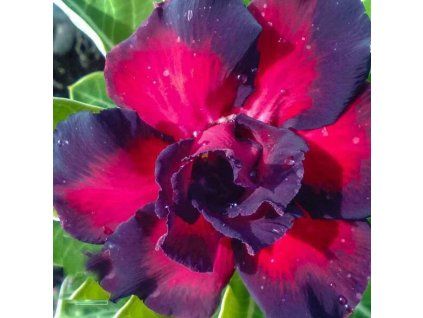 Black Rahu