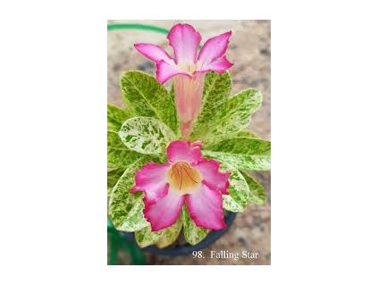 A98 Falling Star