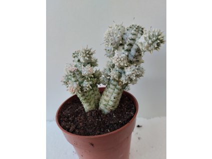 Euphorbia mammillaris 'variegata' (větší)