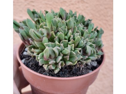 Anacampseros rufescens