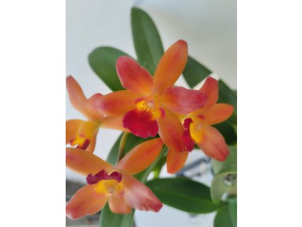 Cattlianthe Ploenpit Fantasy