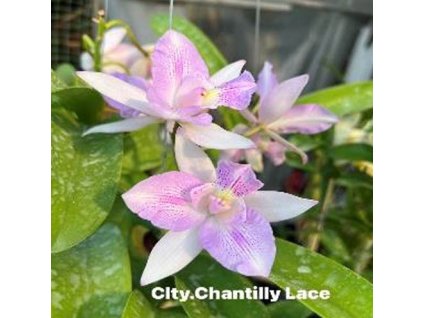 Clty ChantillyLace