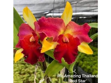 RLC AmazingThailand RedStar