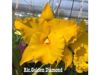 RLC GoldenDiamond