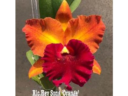 RLC HeySongOrange