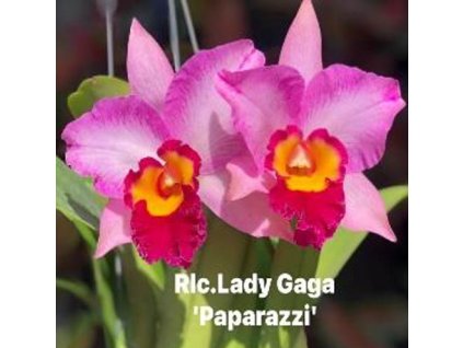 Rlc LadyGagaPaparazzi