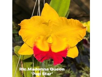 RLC MadonnaQueen PopStar