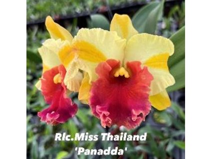 RLC MissThailand Panadda