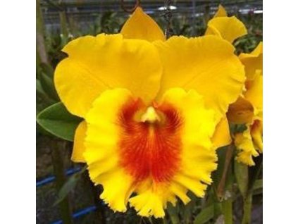 RLC NP Gold