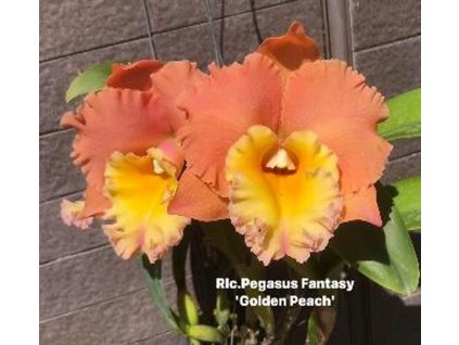 Rlc PegasusFantasy GlodenPeach