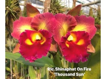 Rlc ShinaphatOnFire ThounsandSun