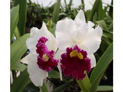 C. Chyong Guu Swan
