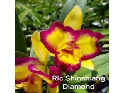 RLC ShinshangDiamond